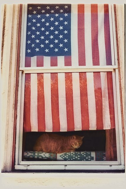 A ginger cat sits on a window ledge behind a curtain made from an American flag, with sunlight filtering through the window.