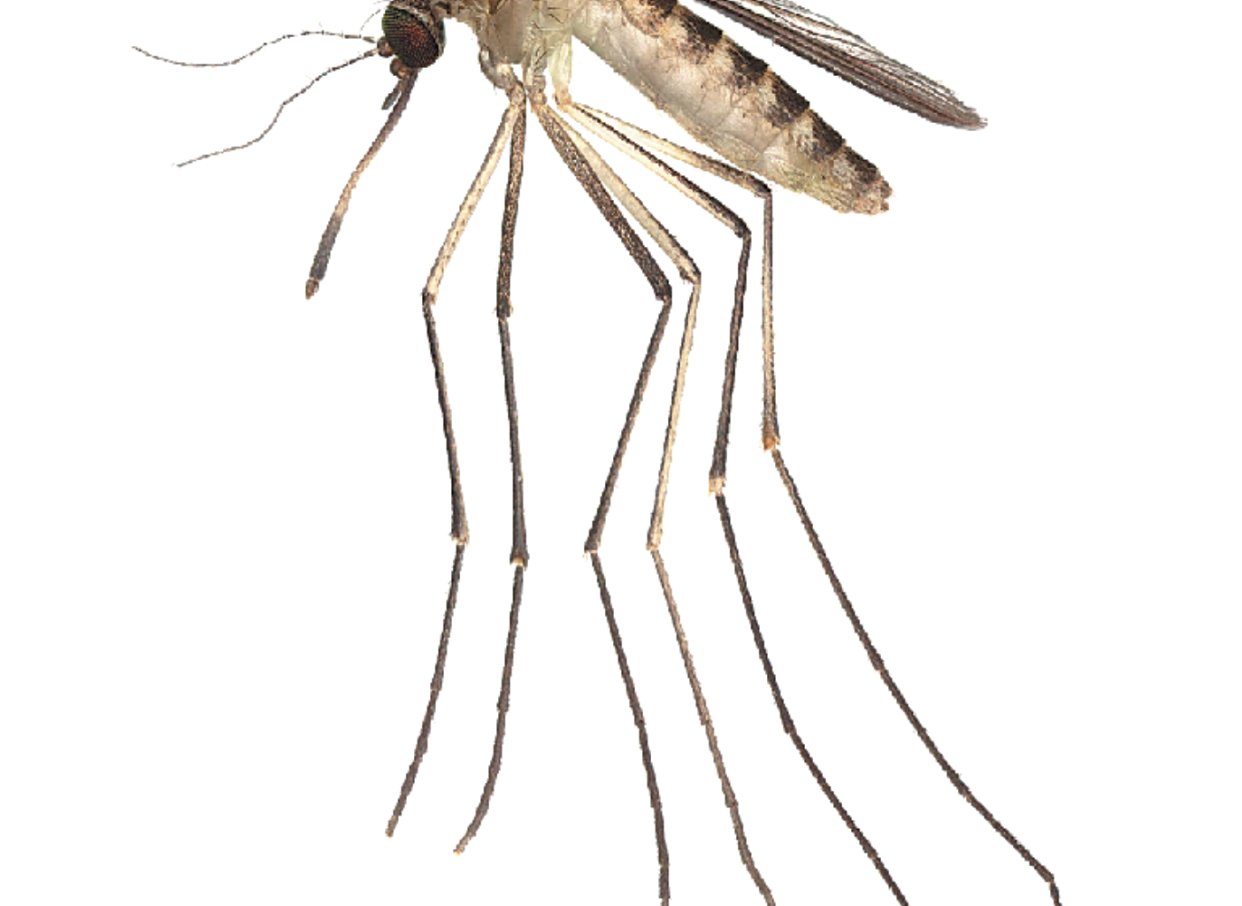 Mosquito Treatments Scheduled Across Eight Orange County Cities