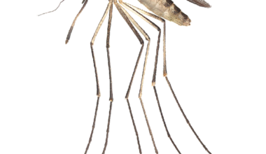 Mosquito Treatments Scheduled Across Eight Orange County Cities