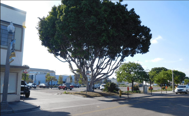 giant tree