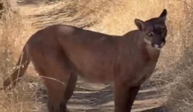 Trail Runner Encounters Two Mountain Lions Near San Jose, California