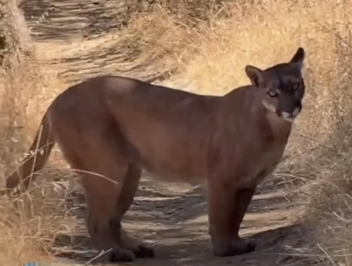 Trail Runner Encounters Two Mountain Lions Near San Jose, California