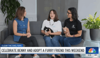Long Beach Animal Services and Helen Sanders CatPaws Shelter host adoption event and fundraiser – NBC Los Angeles