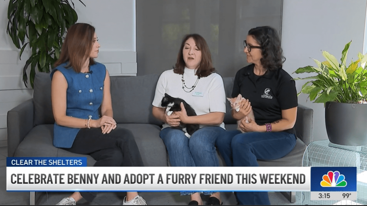 Long Beach Animal Services and Helen Sanders CatPaws Shelter host adoption event and fundraiser – NBC Los Angeles