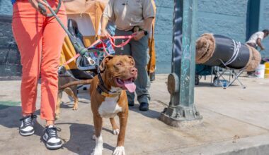 LAPD, LAAS to crack down on animal cruelty on Skid Row – NBC Los Angeles