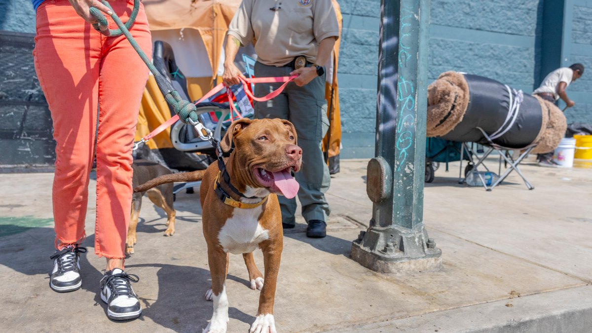 LAPD, LAAS to crack down on animal cruelty on Skid Row – NBC Los Angeles