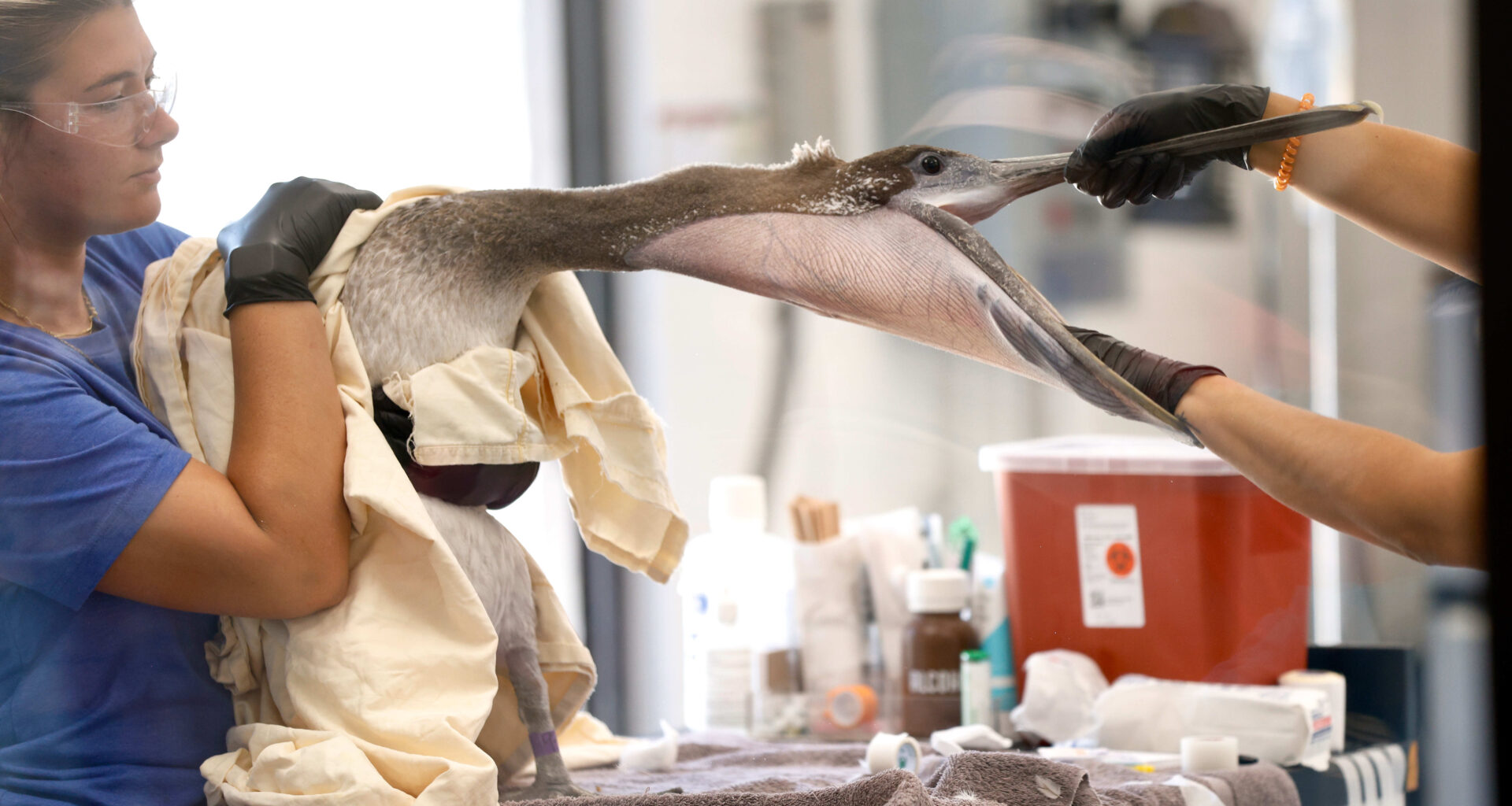 Bird Rescue Center opens facility up for visitors in San Pedro – Daily Breeze