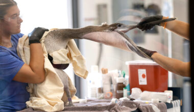 Bird Rescue Center opens facility up for visitors in San Pedro – Daily Breeze
