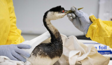 International Bird Rescue open house planned for Saturday in San Pedro – Press Telegram