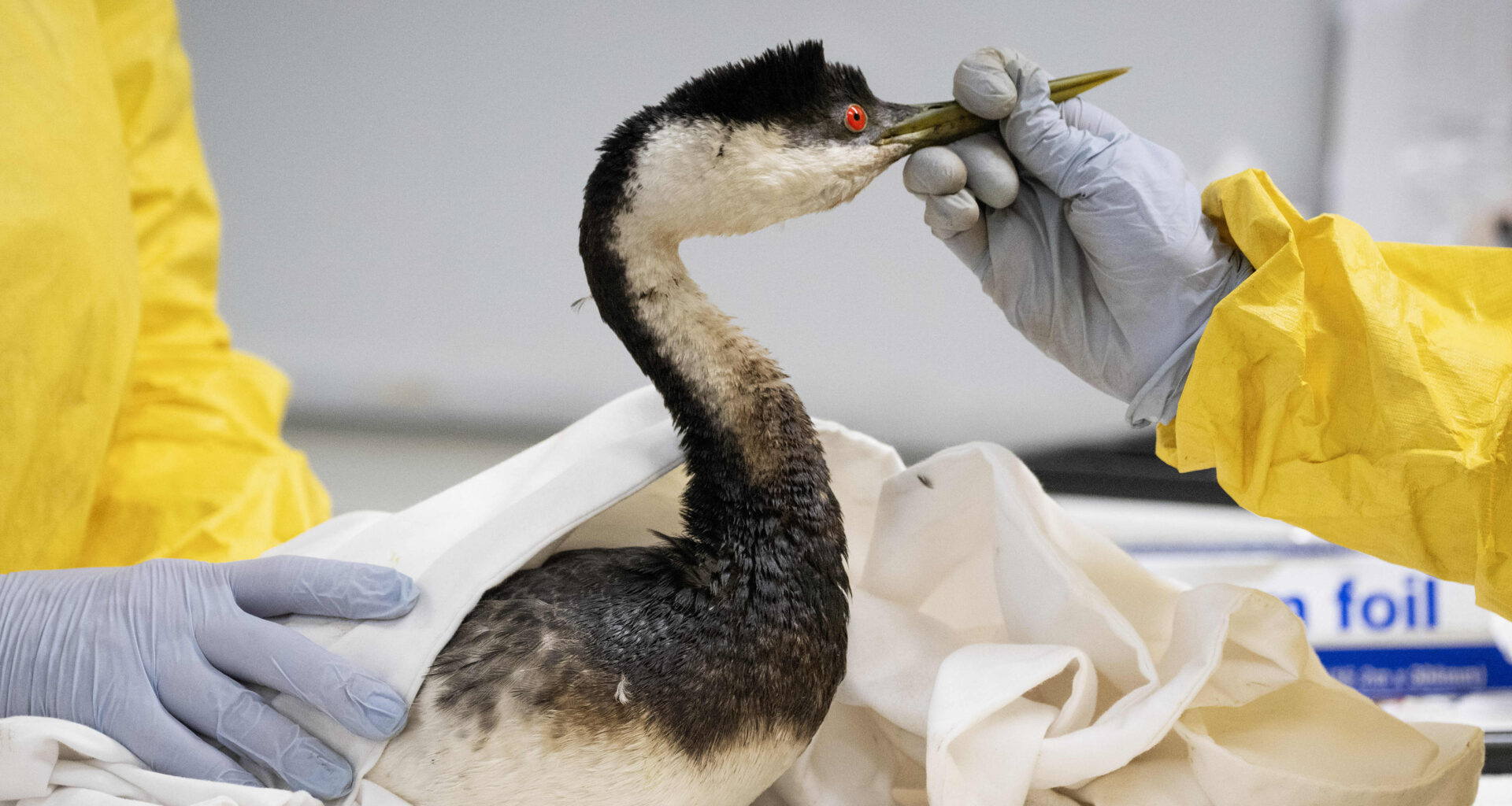 International Bird Rescue open house planned for Saturday in San Pedro – Daily Breeze