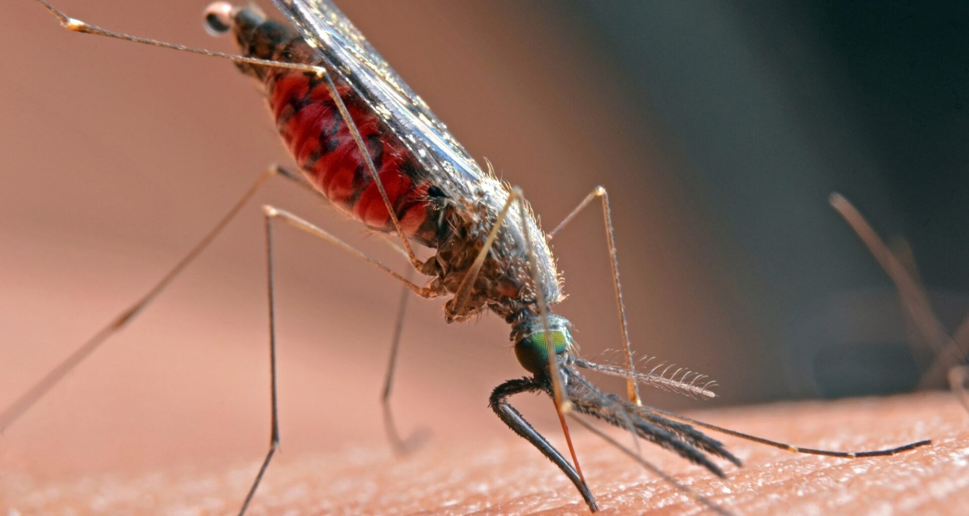 From tiny carriers, a huge problem: Record West Nile spread this year – Orange County Register
