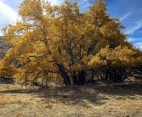 Nov. 7: Tejon Ranch Conservancy Fall Colors Tour