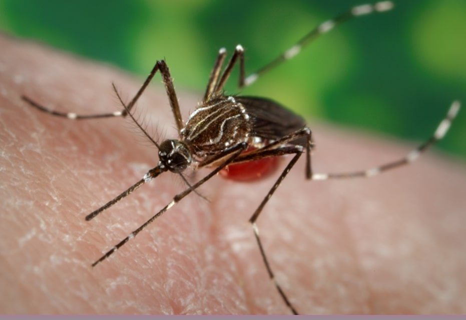 West Nile virus activity in California at five-year high
