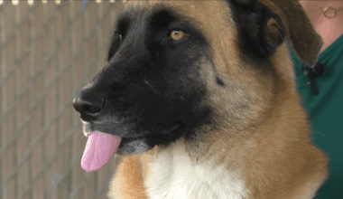 Longest-waiting dogs in Chula Vista hope to find forever homes during Clear the Shelters