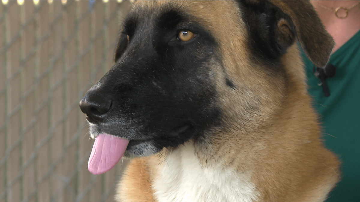 Longest-waiting dogs in Chula Vista hope to find forever homes during Clear the Shelters