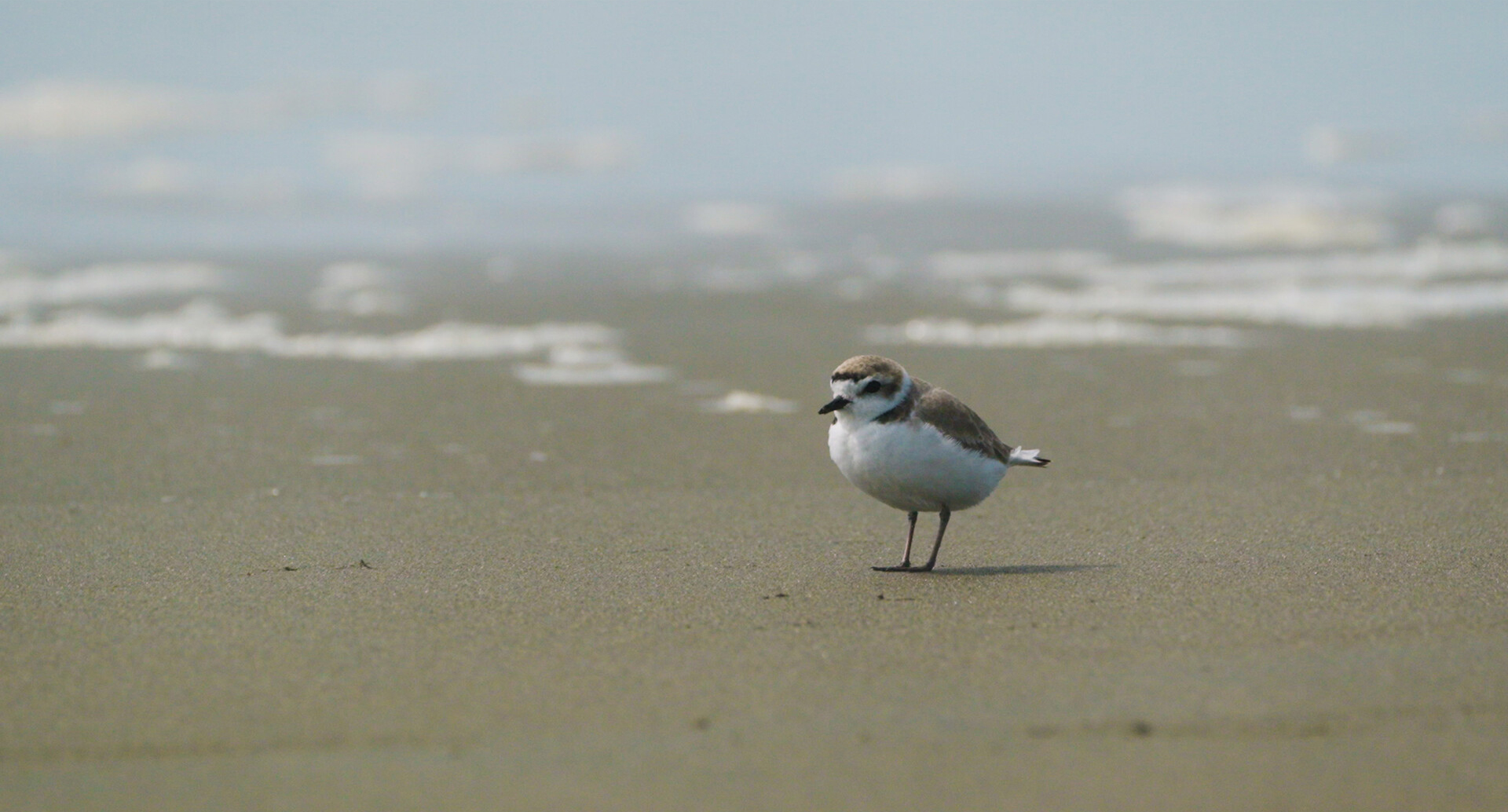 small puffy shorebird on sand with foam of waves behind