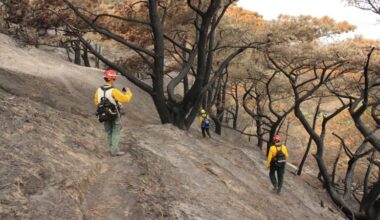 Rare trees on California’s Santa Rosa Island face mass die off
