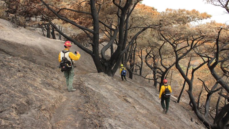 Rare trees on California’s Santa Rosa Island face mass die off