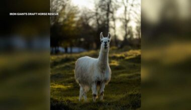 Northern California rescue llama Shorty may be oldest on record