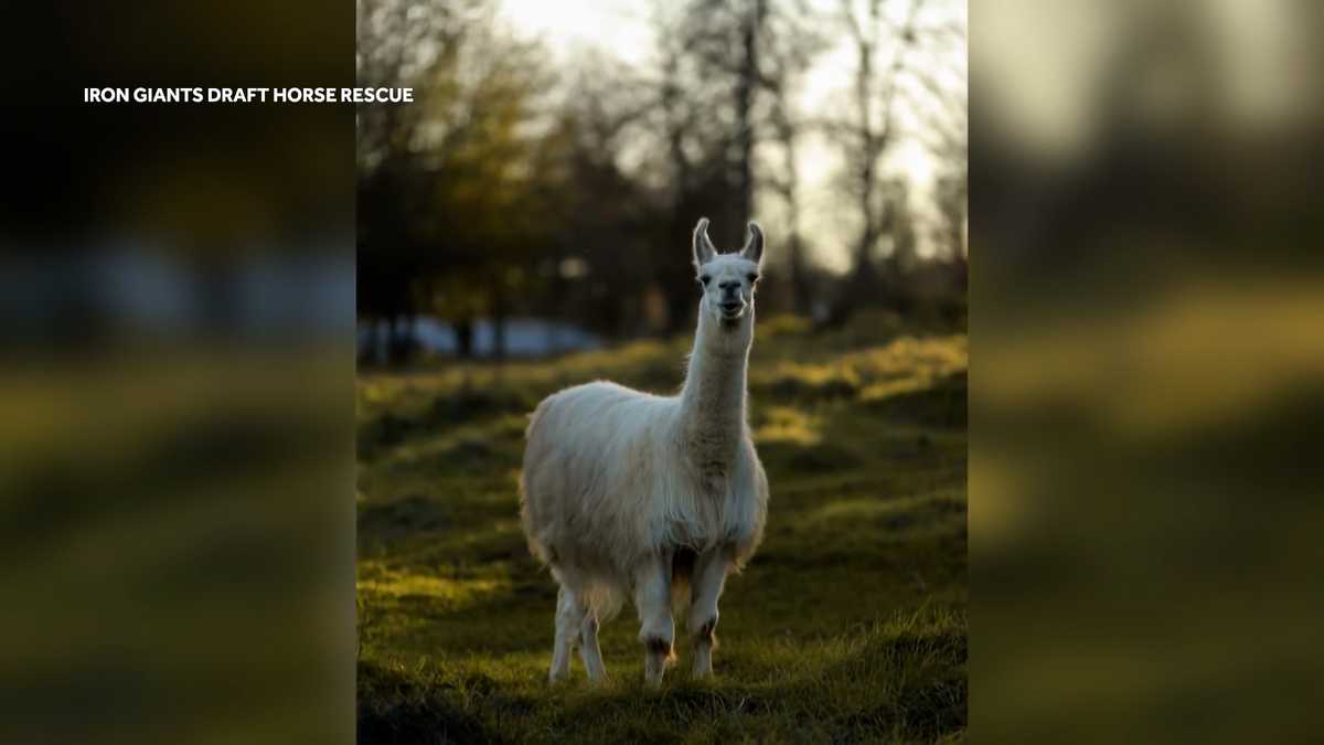 Northern California rescue llama Shorty may be oldest on record