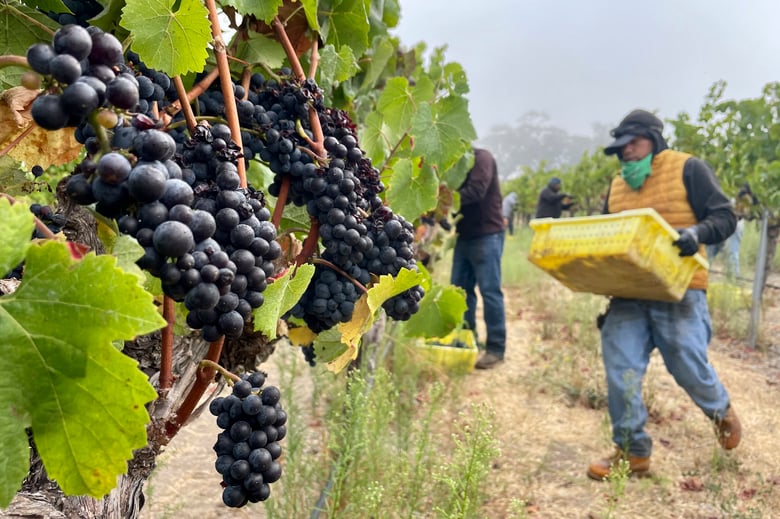 Workers with Los Paisanos vineyard management company pick organic Pinot Noir grapes in Petaluma, Calif., on Sept. 8, 2023. Workers with Los Paisanos vineyard management company pick organic Pinot Noir grapes in Petaluma, Calif., on Sept. 8, 2023.