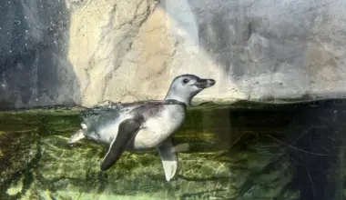 For first time in 8 years, baby penguin debuts at Aquarium of the Pacific in Long Beach • Eat. See. Do.