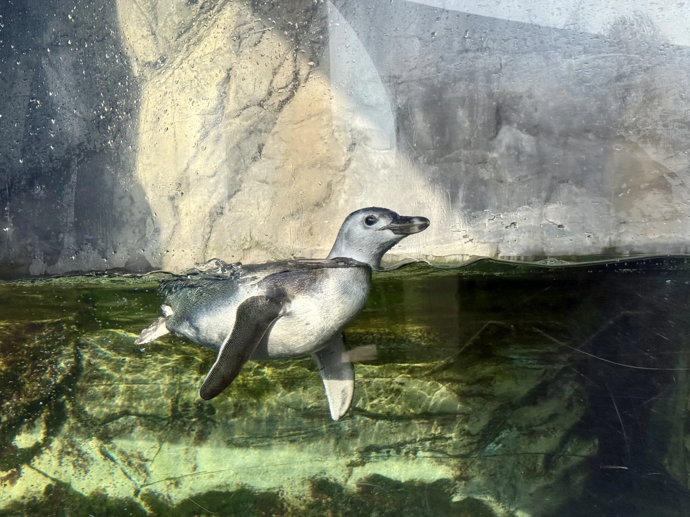 For first time in 8 years, baby penguin debuts at Aquarium of the Pacific in Long Beach • Eat. See. Do.