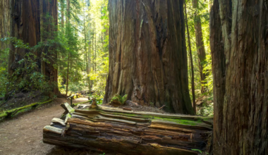 There’s a Cool Cathedral of Trees Just a 2-Hour Drive From Sacramento