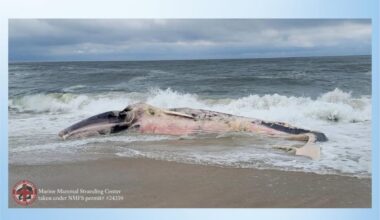 Dead whale breaks apart off Long Beach Island