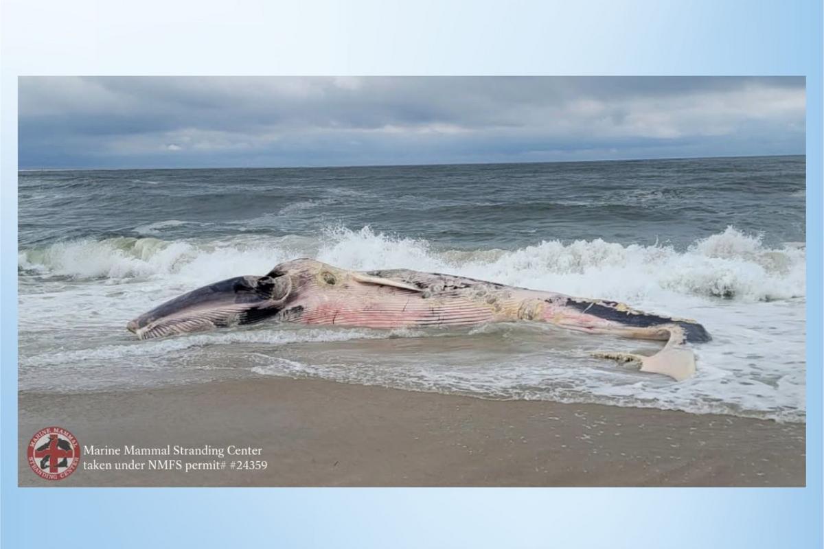 Dead whale breaks apart off Long Beach Island