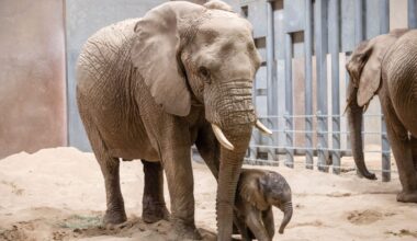 Fresno Chaffee Zoo Shortening Summer Hours Starting August 3rd