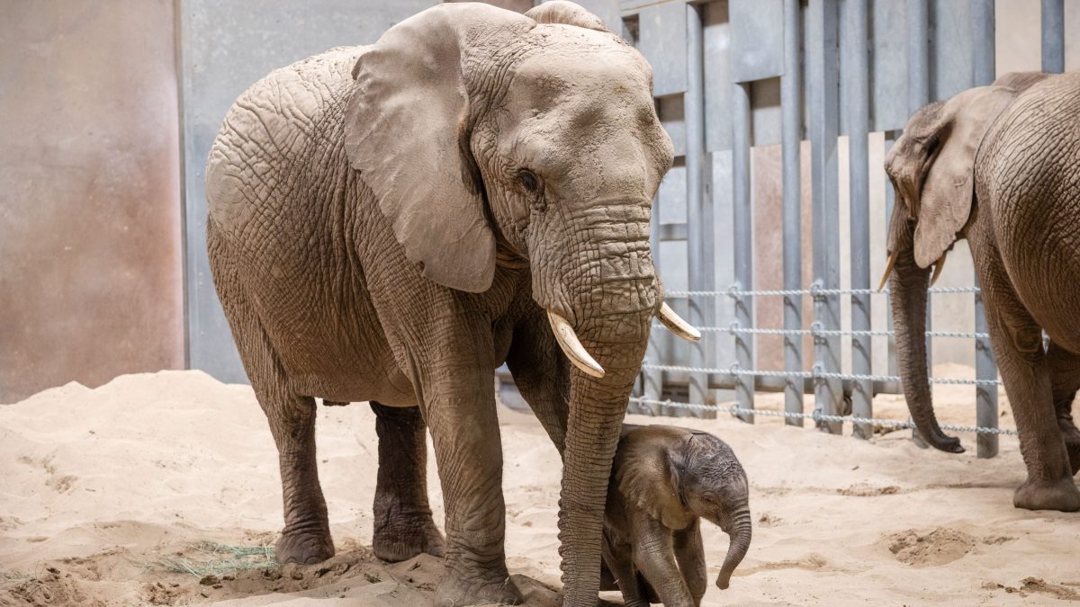 Fresno Chaffee Zoo Shortening Summer Hours Starting August 3rd
