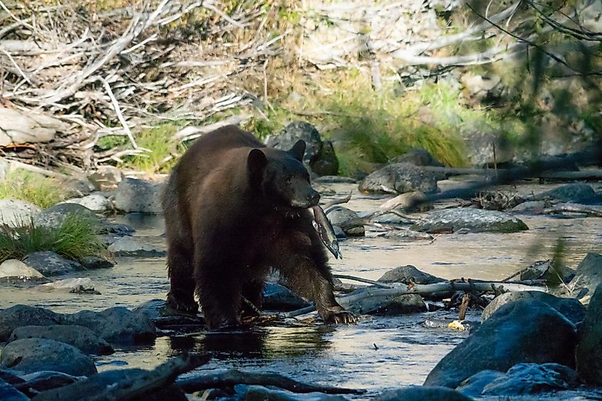 A black bear fishing in a stream in the Lake Tahoe basin.