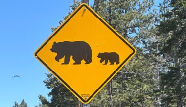 Roseville bear sighting reported a day after Rocklin alert