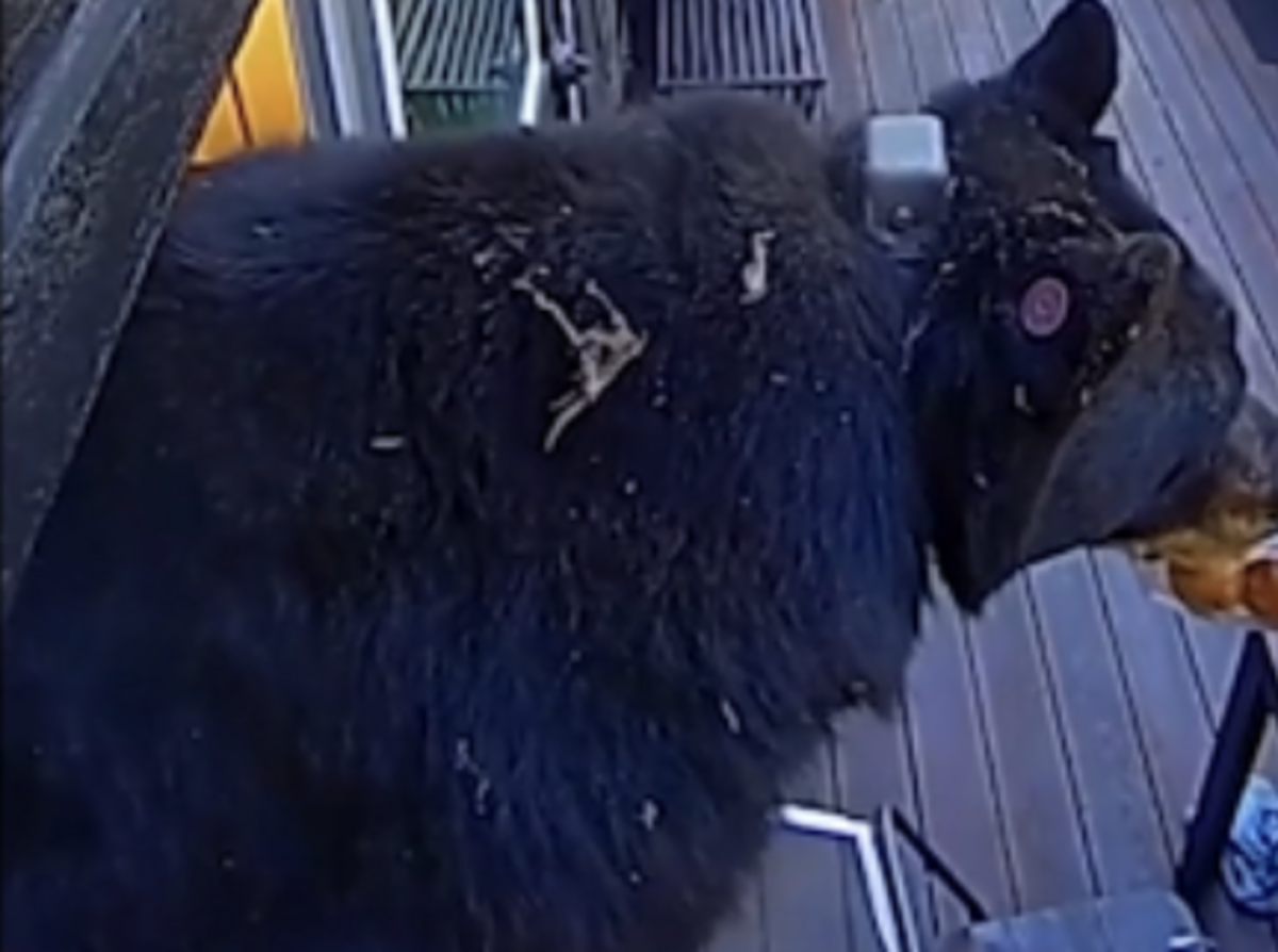 A bear helps himself to snacks at a Lake Tahoe cabin in August 2026.