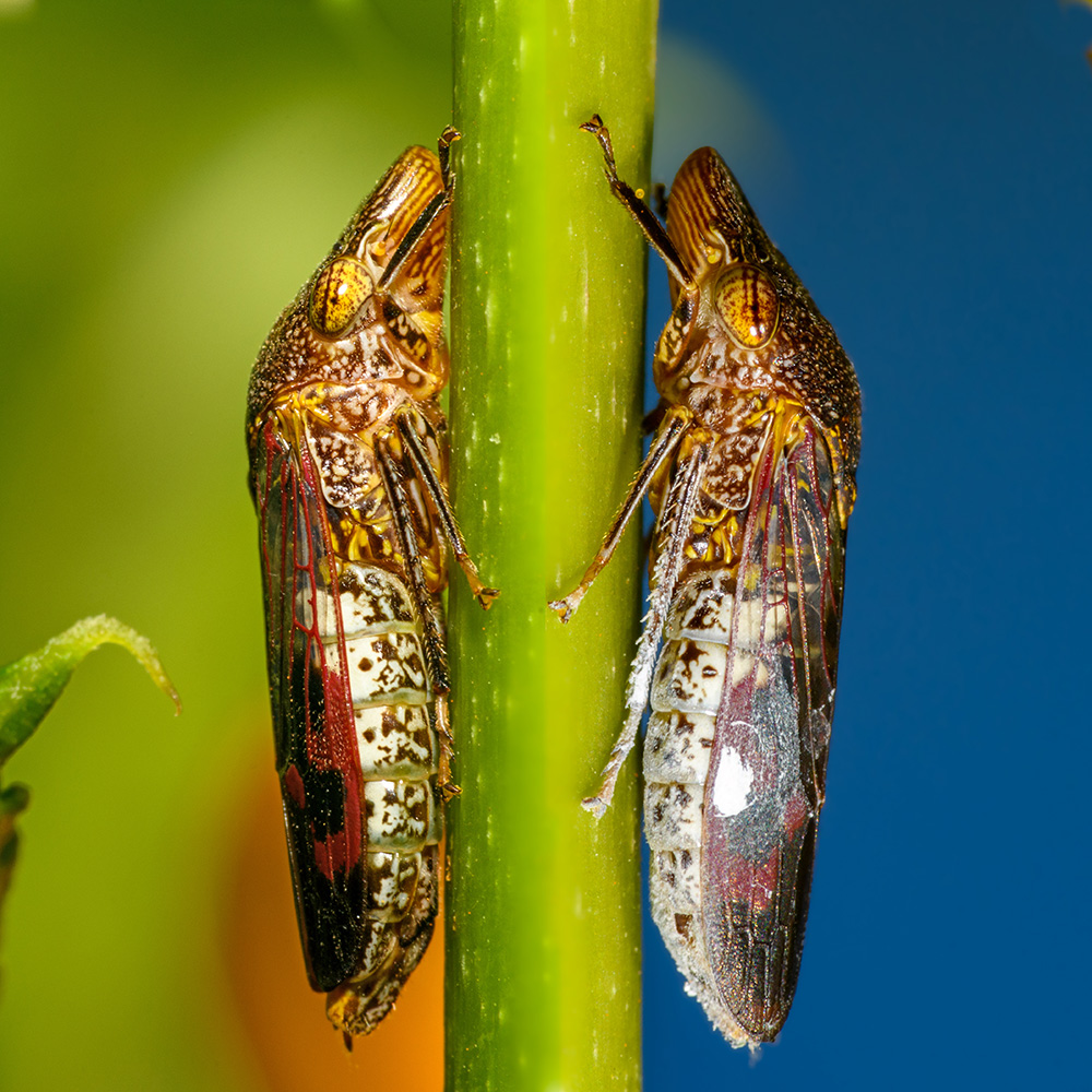 pests