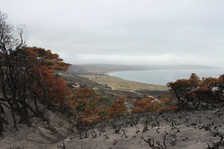 The Santa Rosa Island Torrey pine grove, pictured from a different angle, after the fire.