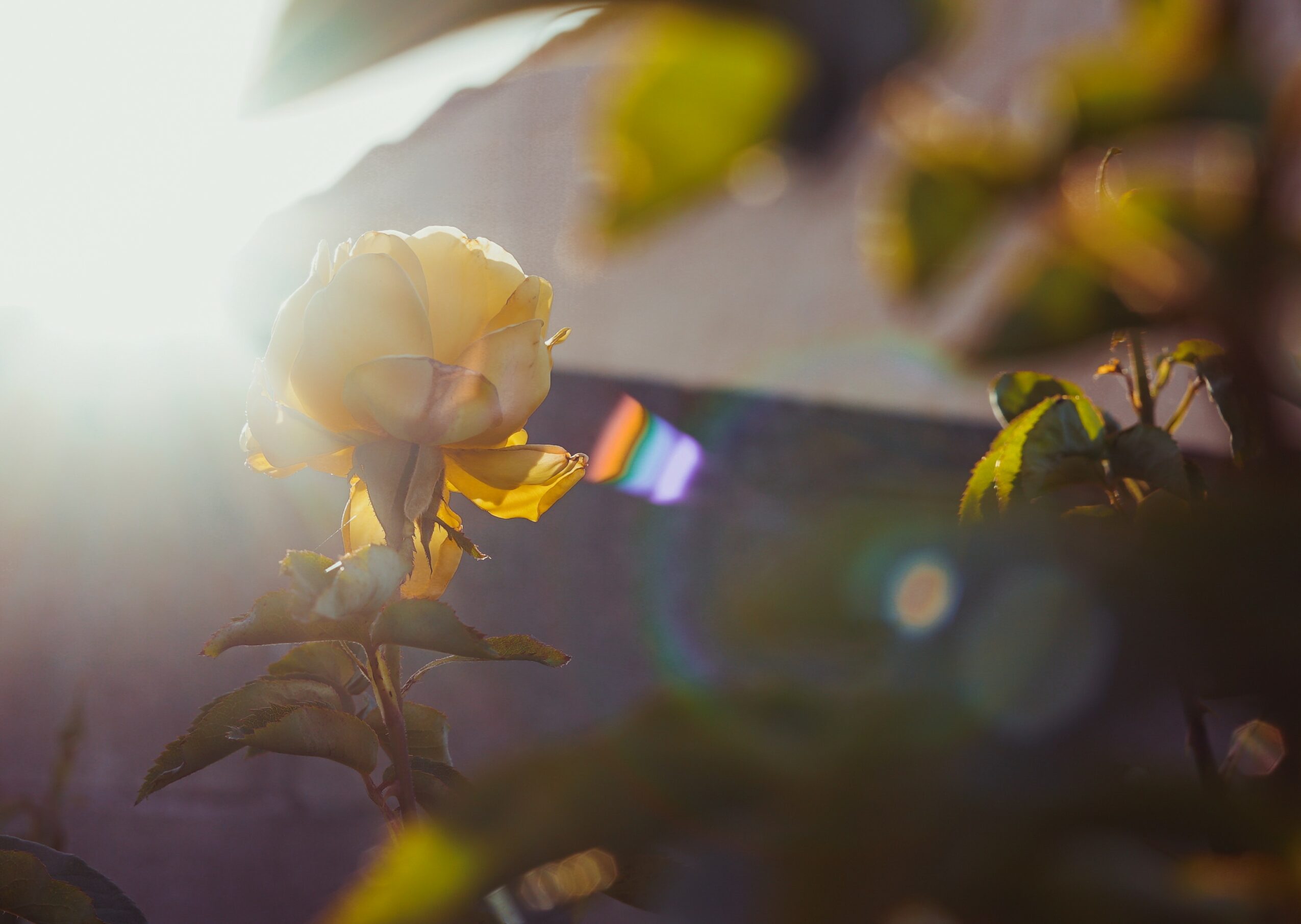 A yellow rose illuminated by sunlight with leaves and blurred background, lens flare effects present.