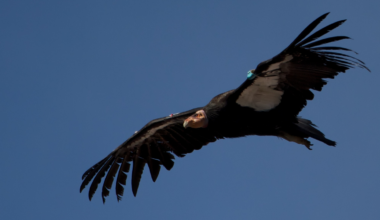 A California wind farm paid the Oregon Zoo to raise 12 condor chicks against a federal permit that lets its turbines kill two condors in 30 years, and so far the blades have killed none anywhere in the country, because most condors wear GPS, and the turbines stop spinning before the bird arrives