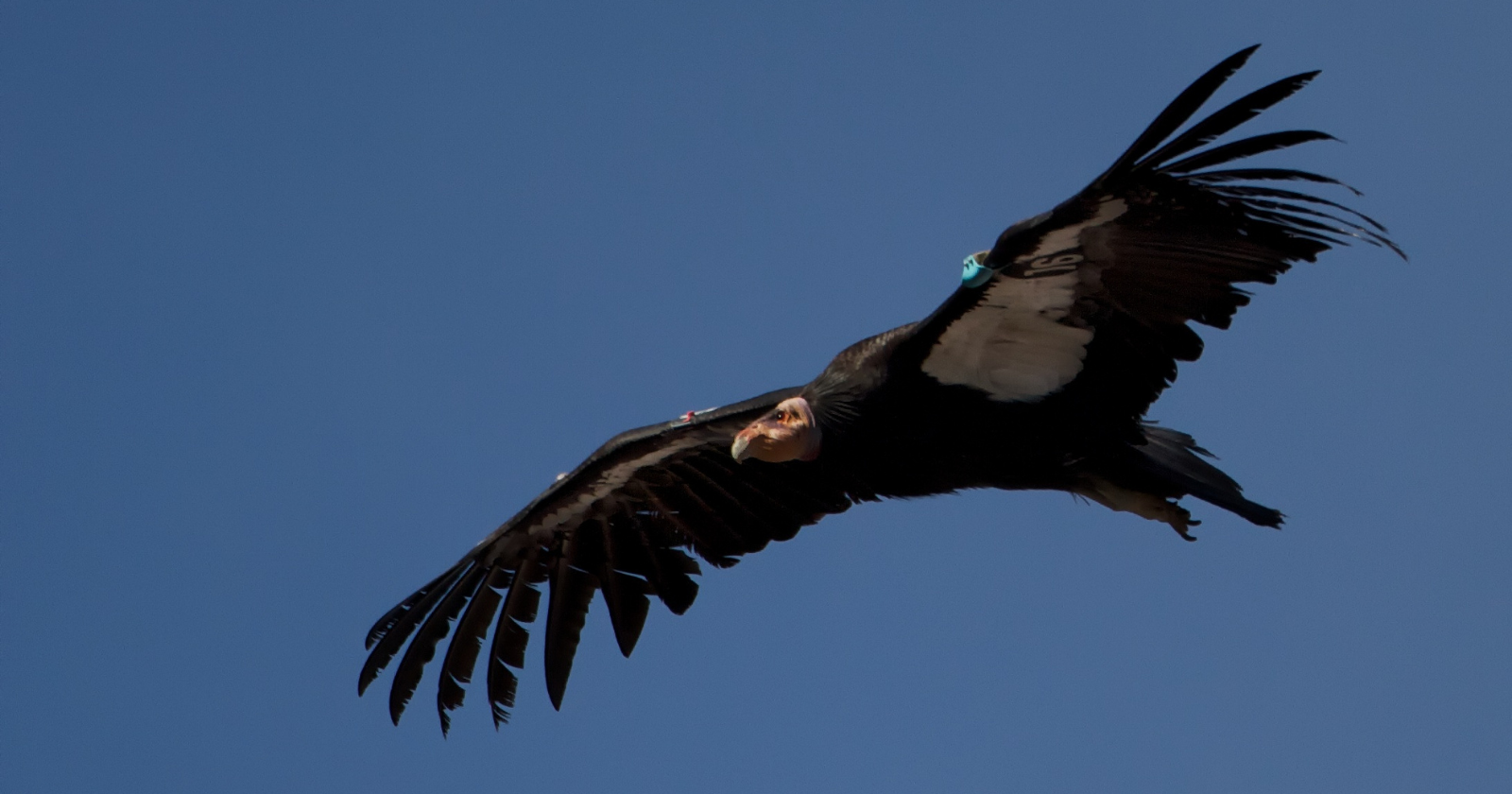 A California wind farm paid the Oregon Zoo to raise 12 condor chicks against a federal permit that lets its turbines kill two condors in 30 years, and so far the blades have killed none anywhere in the country, because most condors wear GPS, and the turbines stop spinning before the bird arrives