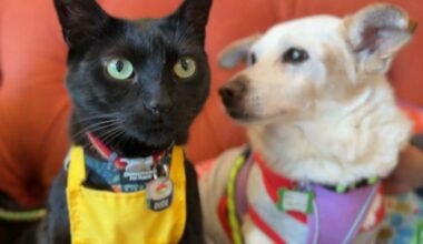 Dog rescue hires a cat to help boost adoptions