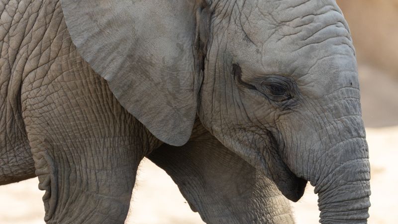 Thando (Photo: Fresno Chaffee Zoo)