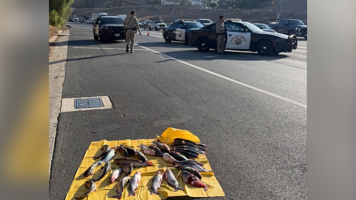 Several catfish spotted on Baldwin Park road – NBC Los Angeles