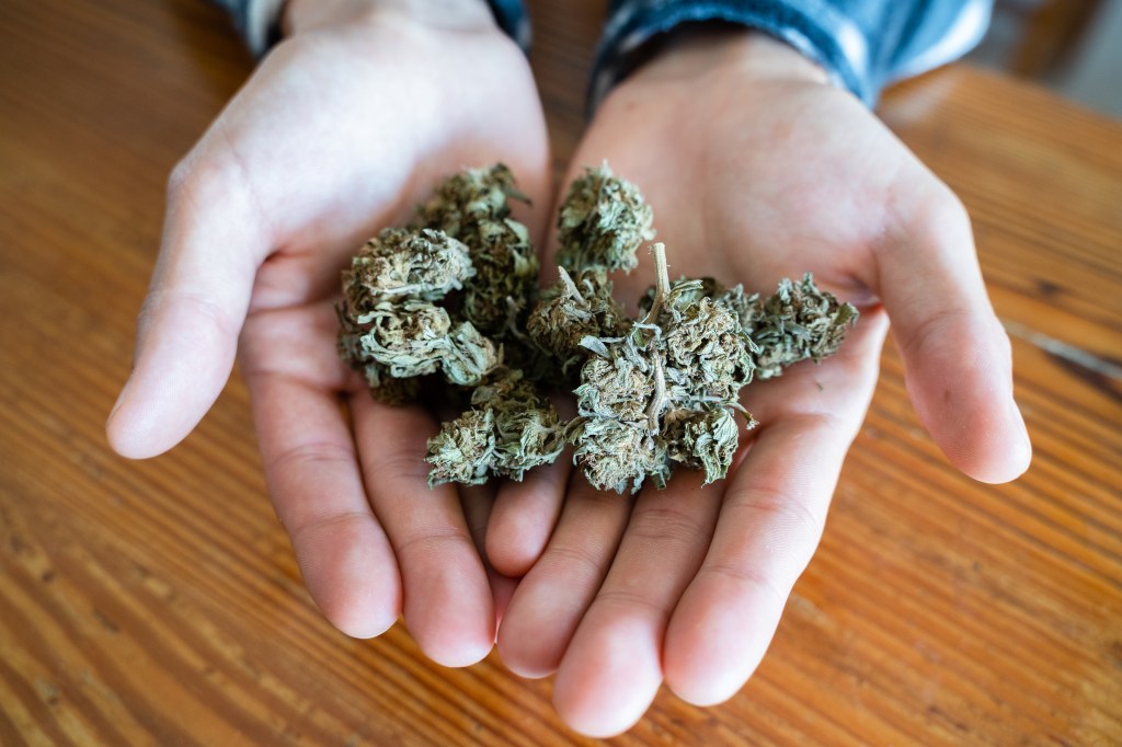 Unrecognizable man holding marijuana buds in his hands.