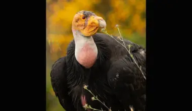 Endangered California Condor Nest Is Believed to Have Survived Big Sur Wildfire