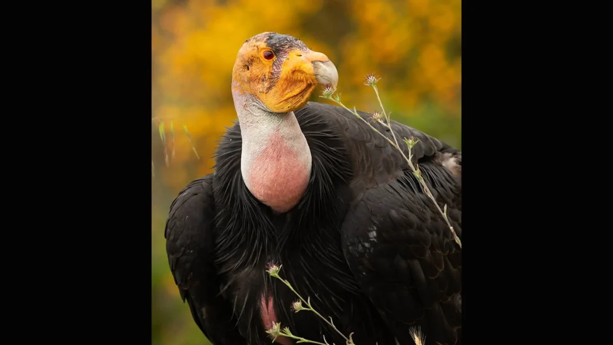 Endangered California Condor Nest Is Believed to Have Survived Big Sur Wildfire