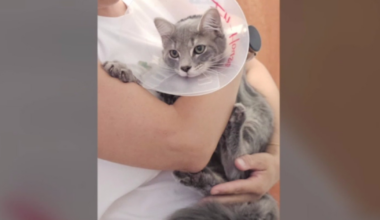 Los Angeles County woman, family cat recovering after rattlesnake bites on consecutive days