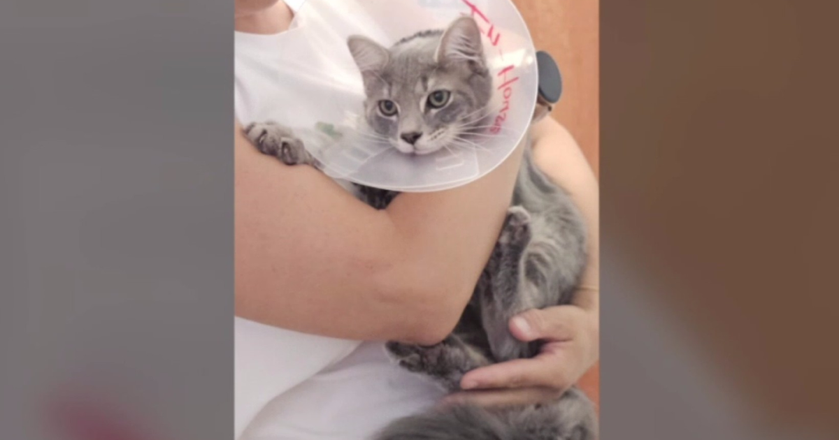 Los Angeles County woman, family cat recovering after rattlesnake bites on consecutive days