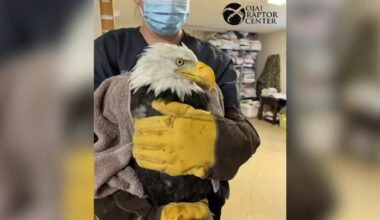 Big Bear bald eagle Jackie undergoes biopsy, additional testing at California veterinary center