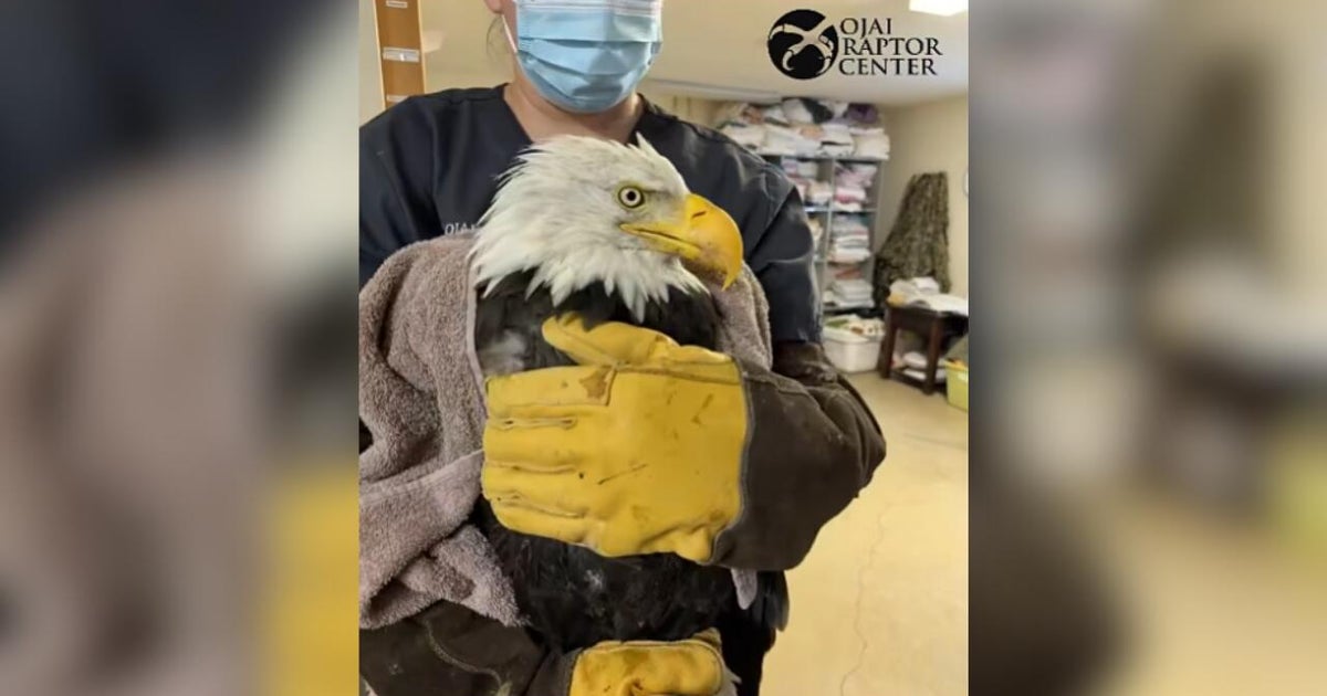 Big Bear bald eagle Jackie undergoes biopsy, additional testing at California veterinary center